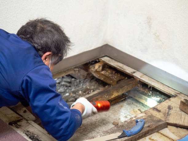 Best Residential Mold Removal  in Port Ludlow, WA