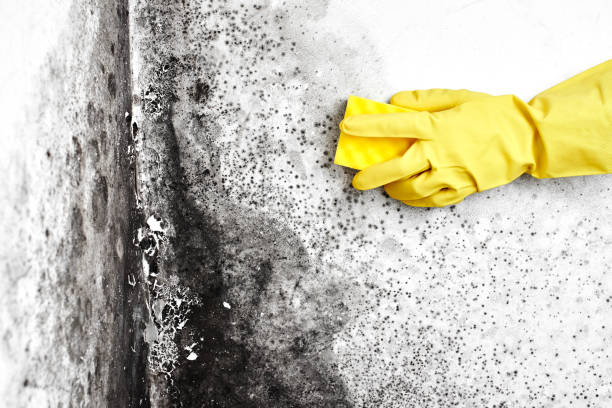 Best Mold Remediation  in Port Ludlow, WA
