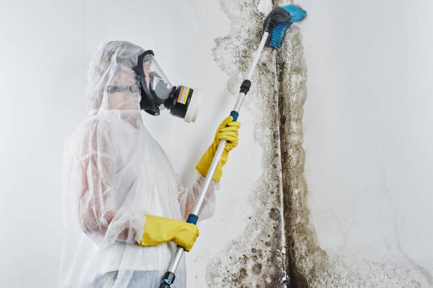 Best Local Mold Removal Service  in Port Ludlow, WA