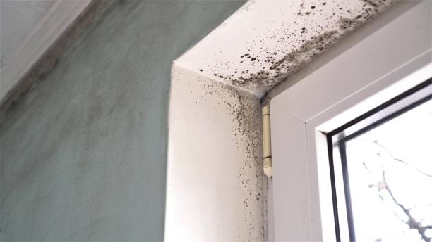 Home Mold Removal in Port Ludlow, WA