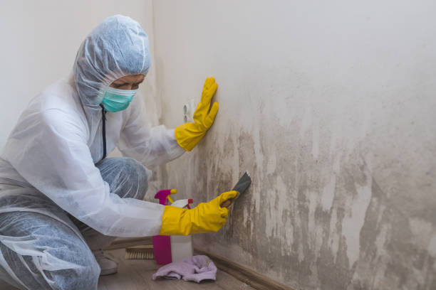 Best Mold Testing and Removal  in Port Ludlow, WA