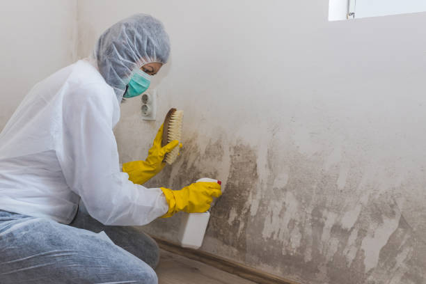 Best Attic Mold Removal  in Port Ludlow, WA