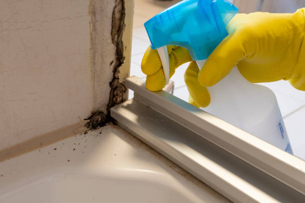 Best Professional Mold Removal  in Port Ludlow, WA