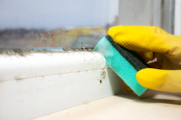 Best Professional Mold Removal  in Port Ludlow, WA