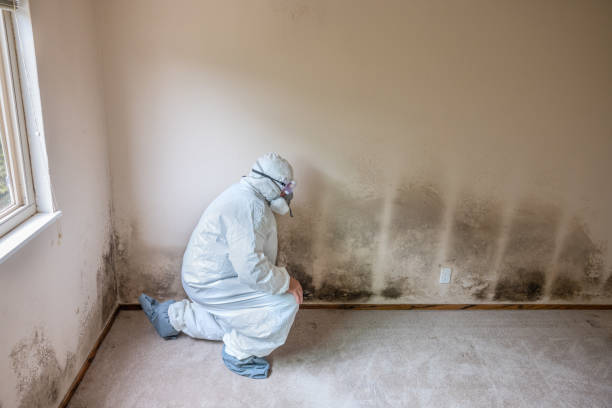 Best Attic Mold Removal  in Port Ludlow, WA