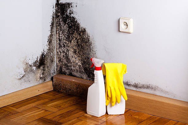 Best Mold Cleaning Services  in Port Ludlow, WA