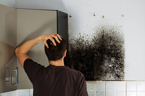 Best Mold Damage Repair  in Port Ludlow, WA