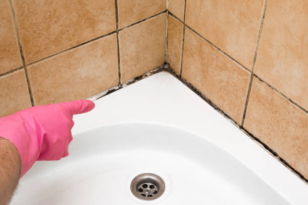 Best Affordable Mold Removal  in Port Ludlow, WA
