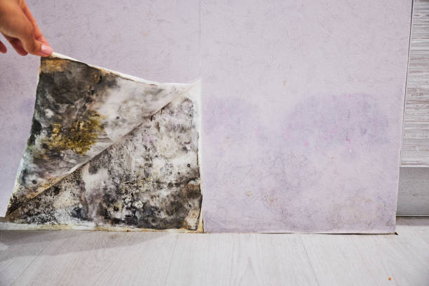 Best Mold Remediation Experts  in Port Ludlow, WA